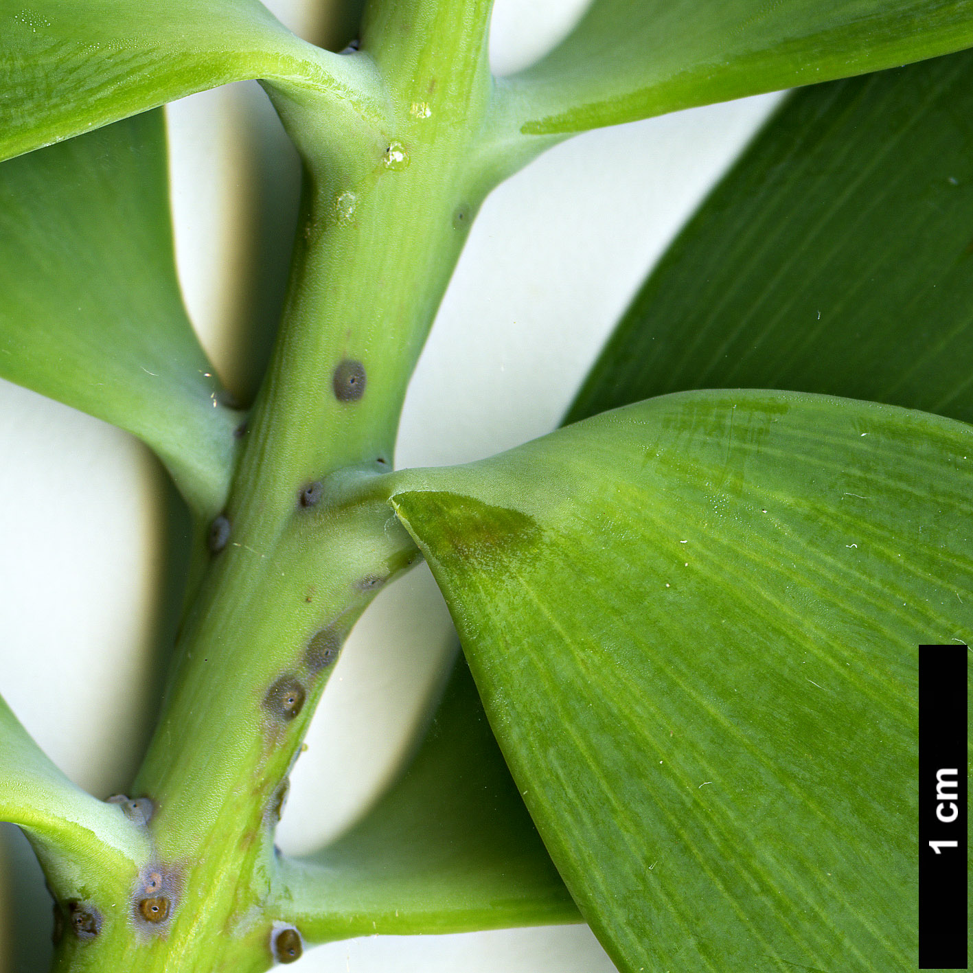 High resolution image: Family: Araucariaceae - Genus: Agathis - Taxon: ovata